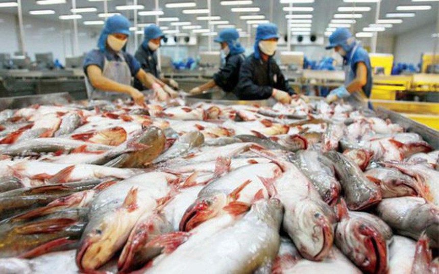 Xuất khẩu cá tra thêm lợi thế bất ngờ từ cá minh thái và giá xăng dầu